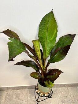 Ensete Ventricosum 'maurelii' - 1