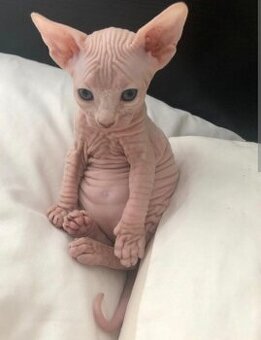 Don sphynx ružové mačiatka bez pp