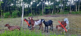 100% Anglonubijske kozy a cap