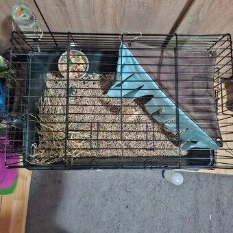 Predám zakrslého zajka – 3 mesiace (s klietkou a doplnkami)