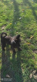 Pudel trpaslíči & Špic trpaslíči