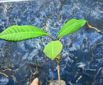 rôzne rastlinky na predaj - 1