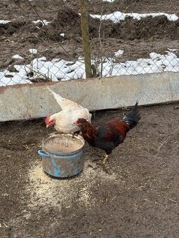 Predám mladých kohútov