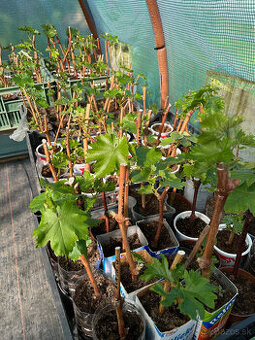 Predám kontajnerované sadenice viniča (+ sadenice figy)