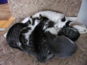 4 mačičky si hľadajú domov..