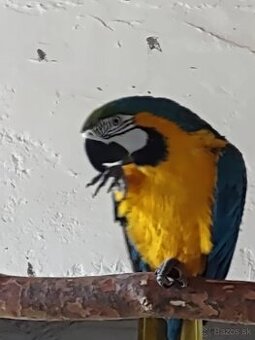 Ara Ararauna