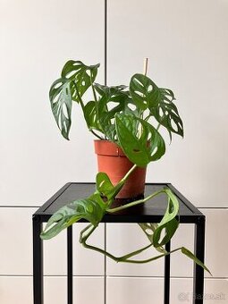 Monstera adansonii