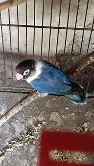 Agapornis