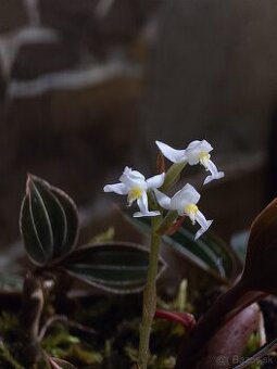 Ludisia discolor