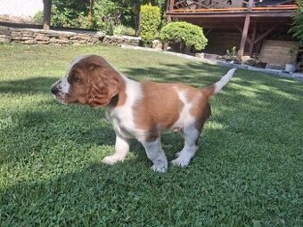Šteniatko WELSH SPRINGER SPANIELA s PP