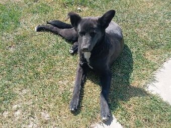 Hasky - Labrador