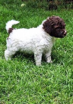 Lagotto romagnolo - psi