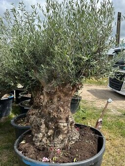 Predám Olivy Bonsai