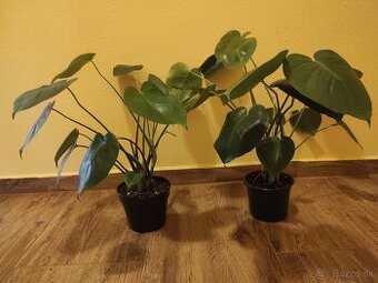MONSTERA DELICIOSA