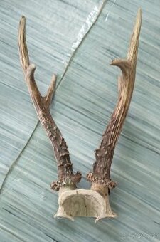 srnčie parožie