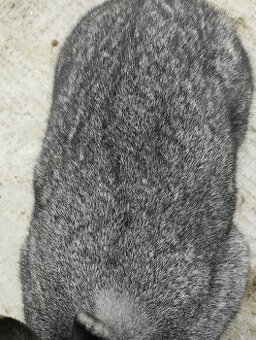 Cinčila Velka - Mäsové plemeno