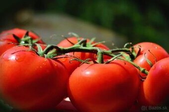 Priesady sadenice predám - vlastná úroda,rajčiny papriky atd