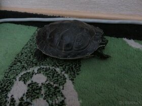 Vodná korytnačka
