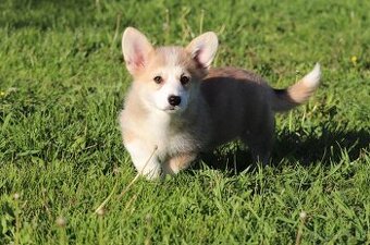 Welsh corgi pembroke sučka