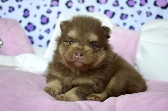 Pomeranian s PP steniatka