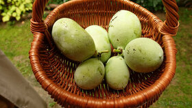 ❂ PAW PAW / ASIMINA TRILOBA ❂