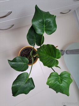 Monstera thai, vrchol, iba osobný odber Bratislava