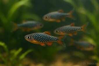 Galaxy danio (Danio margaritatus)