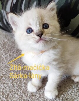 Ragdoll mačičky bez PP