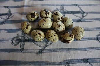 Prepeličie vajíčka 0,10€/ks
