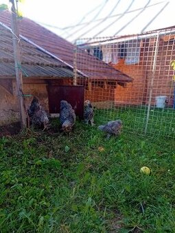 Brshmanka veľká strieborná-sliepočky