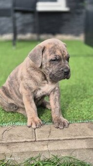 Cane Corso s PP