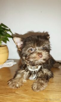 Yorkshirsky terier,  biewer, čoko, choco s PP