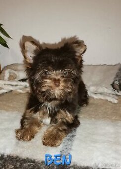 Yorkshirsky terier,  biewer, čoko, choco s PP