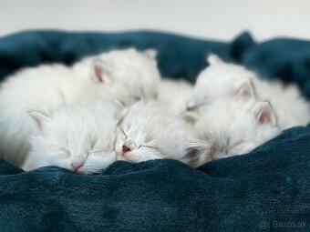 Sibírska mačka - Nevská maškaráda