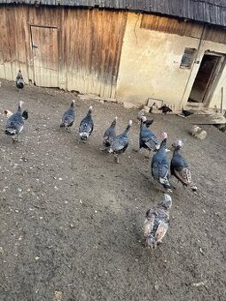 predám morku bronzovú