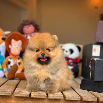 Pomeranian