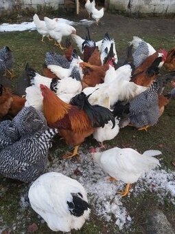 Kohuty amrox,leghorn,hempšír,vlaška striebrokrka,sasex