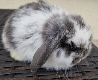 Minilop zakrslý baranček - mláďatko