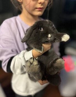 Minilop samcek 8mes z reg. chovu