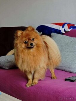 Pomeranian ( krytie)