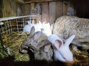 Mladé zajace na ďalší chov akcia 6€/ks