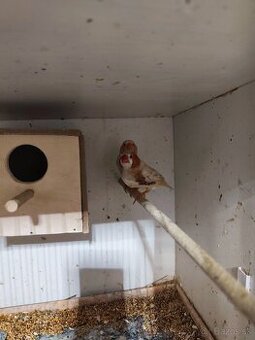 Výstavné rebríčky cervenoprse