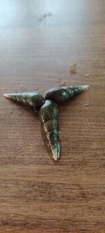 Slimák Vežovka malajská