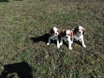 Cavalier charles king spaniel