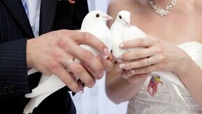 Svadobné holuby