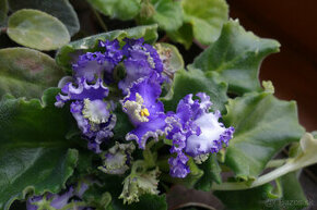 Saintpaulia - kvitnúce mladé fialky - 1