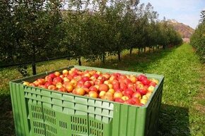 Pretrhávka a zber jabĺk Merano alebo Rakúsko