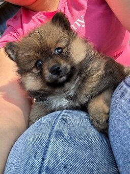 Pomerian Nemecky špic