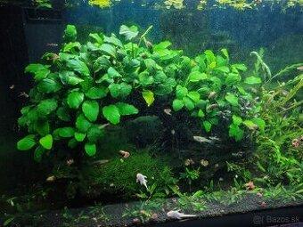 Anubias