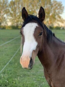 🌟🐴 Na predaj výnimočný QH žrebček